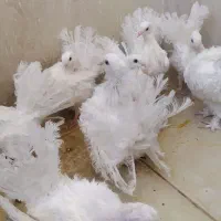 کبوتر تزیینی|پرنده|بیرجند, |دیوار