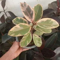 واقعا 35تومنه
