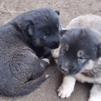 توله سگ ژرمن شپرد