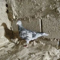 سرور پلاکی ماده|پرنده|شیراز, باغ تخت|دیوار