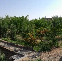 فروش-باغچه