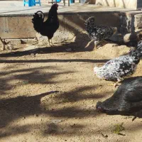 پرنده|حیوانات مزرعه|رزن, |دیوار