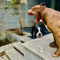 پیتبول رد نوز درجه یک