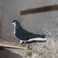 ی جفت سیاپوش