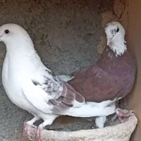 کفتر فروشی اطراف رباط کریم|پرنده|رباط‌کریم, حصار مهتر|دیوار