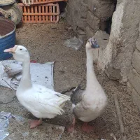 غوغاز|حیوانات مزرعه|زاهدان, |دیوار
