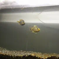 ماهی پرد|ماهی|رباط‌کریم, رباط‌کریم|دیوار