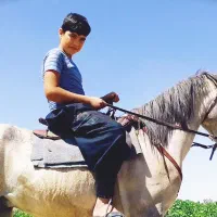 اسب|اسب و تجهیزات اسبسواری|قوچان, |دیوار