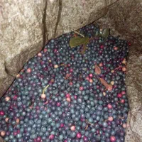 سبز یه دست