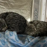 واگذاری گربه