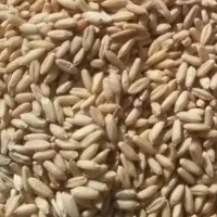 گندم بوجاری شده