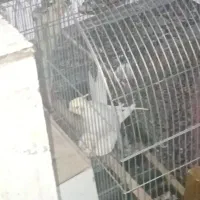 جفت عروس مولد