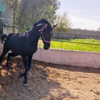 فروش یا مشارکت اسطبل اسب همراه حدود ۱۰ اسب اصیل