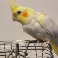 دوتا عروس هلندی ماده|پرنده|محلات, |دیوار