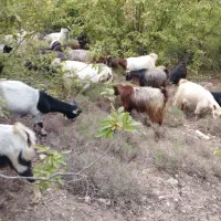 ۳۰راس بز محلی و پاکستانی|حیوانات مزرعه|سمنان, |دیوار