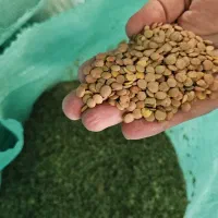 عدس روس نو درشت