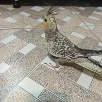 عروس هلندی مرواریدی|پرنده|نجفآباد, شهید بهشتی|دیوار