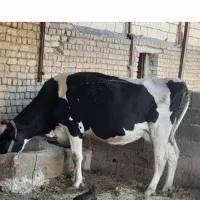 گاو هولشتاین گوساله ۳ ام۱۶ کیلو شیر با گوساله ماده