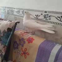 یک. عدد کبوتر زیبا وسالم