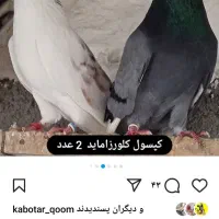گرفتن کبوتر پشت هما