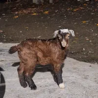 خوشکل دوست داشتنی