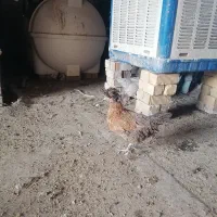 مرغ تخمگذار.|حیوانات مزرعه|شیراز, میانرود|دیوار