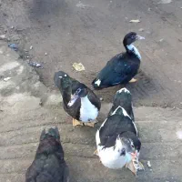اردک اسرائیلی|حیوانات مزرعه|چوبر, |دیوار