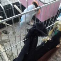 چهارتا مرغ عشق دوتا نر دوتا ماده یکیش رو تخمه|پرنده|یاسوج, |دیوار