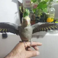 جوجه عروس هلندی سرلاکی