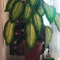 گل وگیاه|حراج|لردگان, |دیوار