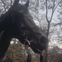 نریان گله دار ۶ب۷ سال