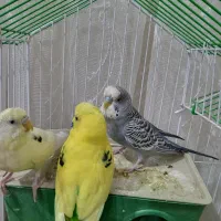 مرغ عشق همراه قفس