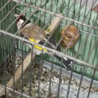 سهره و یک عدد  پرنده لوپ سفید نر