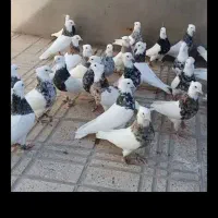 طوقی روزگاری