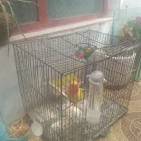 یک جفت طوطی برزیلی سالم|پرنده|تاکستان, |دیوار