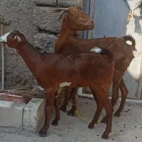 بز دقلوزا گیسه چاق فول 6ماهه قیمت اخرش 12|حیوانات مزرعه|بندرعباس, |دیوار