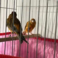 جفت سوخته سرخ|پرنده|کرمان, |دیوار