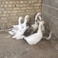 غوغاز نر و ماده