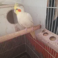 عروس هلندی|پرنده|تربت جام, والفجر|دیوار