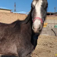 کره اسب عرب ترک یک ساله