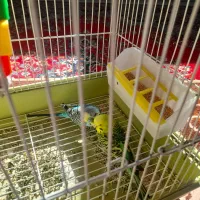 ۲ عدد مرغ عشق سالم|پرنده|دهگلان, |دیوار