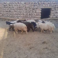 ۱۱راس بره داشتی