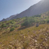 انجیر بش|خوردنی و آشامیدنی|شیراز, شهرک صادقیه|دیوار