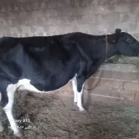 کاو سیمینتال