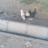 خروس گلین|حیوانات مزرعه|سرپل ذهاب, |دیوار