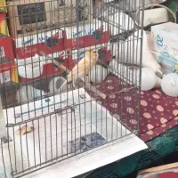 قناری سهره گرینچیک مینا مرغ عشق طوطی عروس