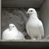 کبوتر نقش و پرشی|پرنده|الیگودرز, |دیوار