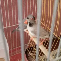 ۲ جفت فنچ با ۱ نر تک