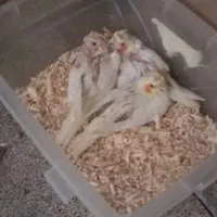 جوجه سرلاکی لوتینو