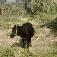گاو|حیوانات مزرعه|قلعه گنج, |دیوار